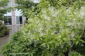 This vine can cover and kill trees additional info: Perfumed Annuals Fragrant Perennials Fragrant Shrubs Fragrant Trees Janet Davis Explores Colour