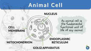 cell definition and exles