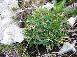 Carex firma - Wikispecies