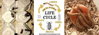 how to breed mealworms at home best