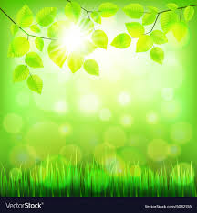 green foliage vector image