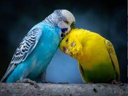 love birds in love life in marathi