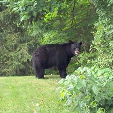 The Bare Bones About Bear Encounters