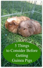 Consider Before Getting Guinea Pigs