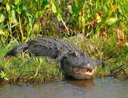 Alligator sighting closes Michigan nature center along Kalamazoo River