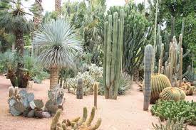 Majorelle Cactus Gardens Morocco
