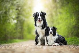 male vs female border collie can you