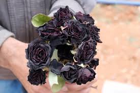 harvest begins for rare black roses