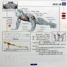 Male female anatomy diagrams anatomical diagram of human body luxury female reproductive system. Diagram Of The Method Of Female Students Back Muscle Exercise Page 1 Line 17qq Com