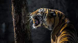 สำรวจพฤติกรรมการหากินของ 'เจ้าป่า' แห่งพงไพร : เสือโคร่ง  นักล่าผู้รักความสันโดษ - มูลนิธิสืบนาคะเสถียร
