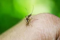 sivrisineğe-kesin-çözüm-nedir