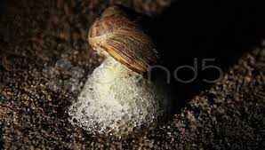 snail slug eating gr at night and