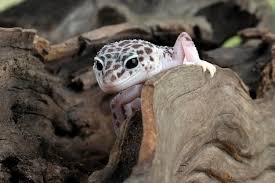 page 4 leopard geckos images free