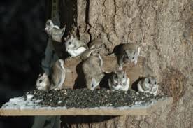 Northern Flying Squirrels