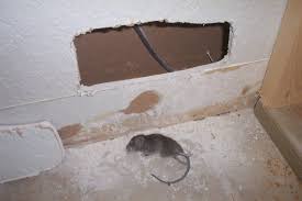 House Mice Signs And Carcass Removal