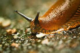 what eats slugs pests banned