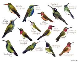 Hummingbird Identification Chart Hummingbird Painting