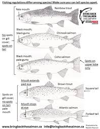Species Identification Lake Ontario Atlantic Salmon