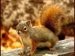 Brown Squirrel - Squirrels & Animals Background Wallpapers on Desktop Nexus  (Image 578831)