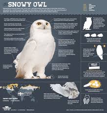 Magic Of The Snowy Owl Snowy Owl Owl Facts Owl
