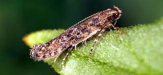 emerging agricultural pests and