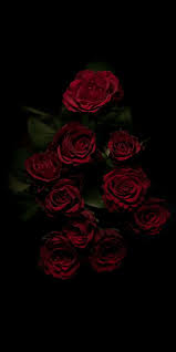 garden roses red rose flower