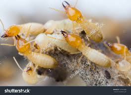 Ants are tiny creatures and can enter homes and buildings through minute cracks and crevices. Close Up Termites Or White Ants In Thailand
