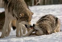 are-wolves-loyal-to-humans