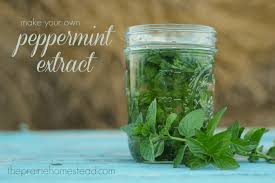 mint extract recipe the prairie homestead