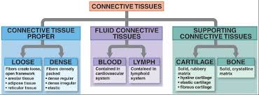 Connective Tissues Chart Need To Incorporate More Info But