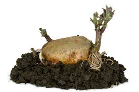 Für das ernten der kartoffeln benötigst du eine grabegabel, die Kartoffeln Pflanzen Antworten Auf Alle Fragen