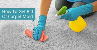 4 tips to eliminate carpet mold royal