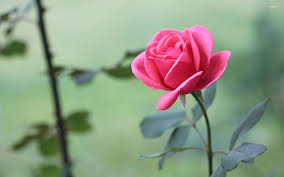 pink rose wallpapers 69 pictures