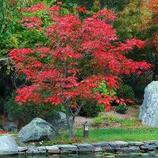 Quality Japanese Maple Trees In San