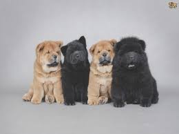 Chow Chow Puppy Size Chart Archives Greatmidwestrelay Com