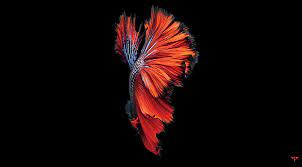 Iphone 6s Red And Black Betta Fish