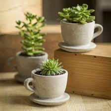 How To Plant Succulents In Pots Without