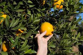 when should i pick oranges off the tree