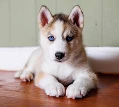 Join millions of people using oodle to find puppies for adoption, dog and puppy listings, and other pets adoption. Siberian Husky Puppies For Sale Siberian Husky Puppies For Sale In Usa