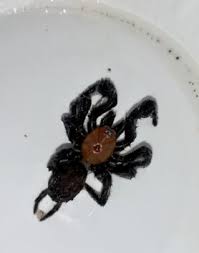Spiders In New Zealand Species Pictures