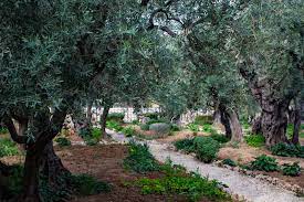 hope in the garden of gethsemane