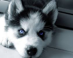 syberian husky puppy blue husky puppies