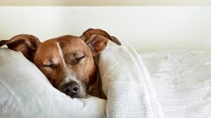 want better sleep maybe let your dog