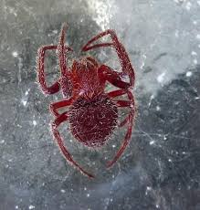Florida red and black weaver bug. Florida Orbweaver Red Spider Eriophora Ravilla Bugguide Net