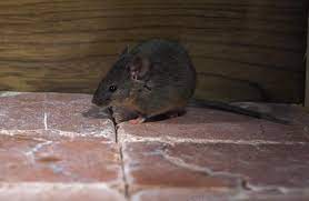 How To Get Rid Of A Dead Mouse Smell In