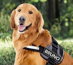 Customized Dog Harness Dog Belts With