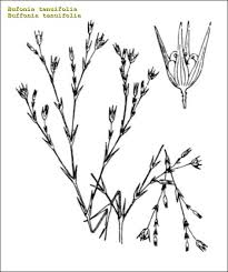 Buffonia tenuifolia - 90631 - common name - Bufonia tenuifolia