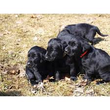 A breed characteristic is webbed paws for swimming, useful for the breed's original purpose of retrieving fishing nets. Akc Registered Black Lab Puppy For Sale In Lansing Michigan Puppies For Sale Near Me