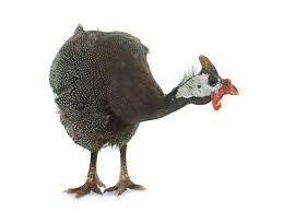 Raising Guinea Fowl In Small And Backyard Flocks Small And