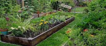 raised garden beds for better backyard